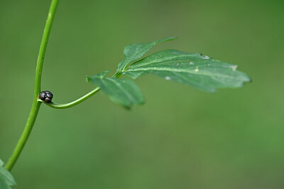 BUITEN BEELD Foto: 432923