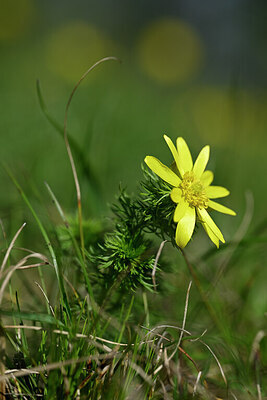 BUITEN BEELD Foto: 432939