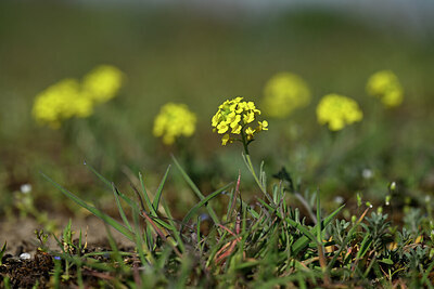 BUITEN BEELD Foto: 432941