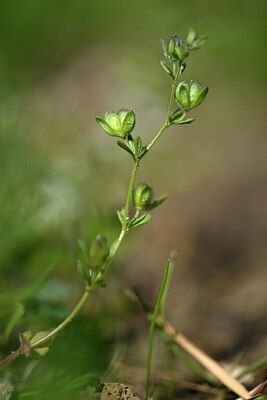 BUITEN BEELD Foto: 432945