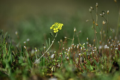 BUITEN BEELD Foto: 432946