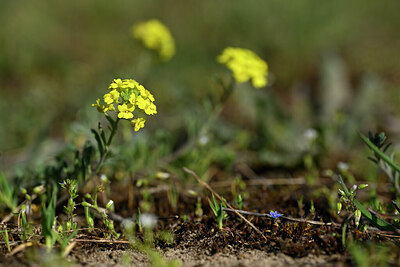 BUITEN BEELD Foto: 432947