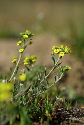 BUITEN BEELD Foto: 432948