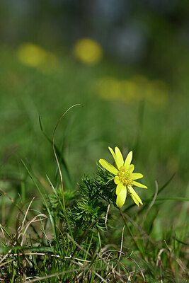 BUITEN BEELD Foto: 432949