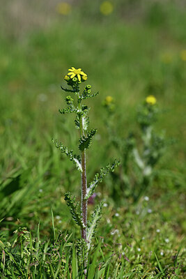 BUITEN BEELD Foto: 432952