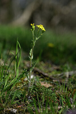 BUITEN BEELD Foto: 432958