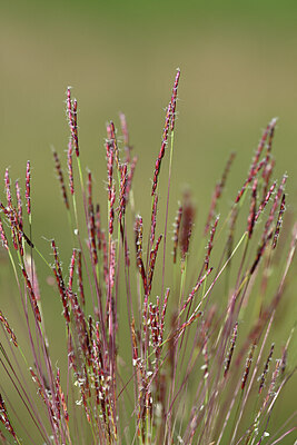 BUITEN BEELD Foto: 432970