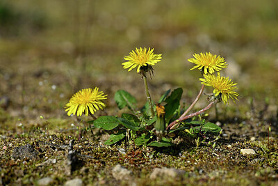 BUITEN BEELD Foto: 432982