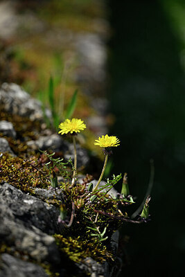 BUITEN BEELD Foto: 432983