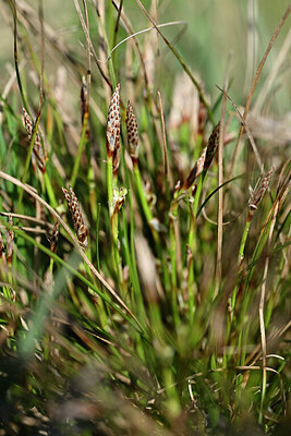 BUITEN BEELD Foto: 432984