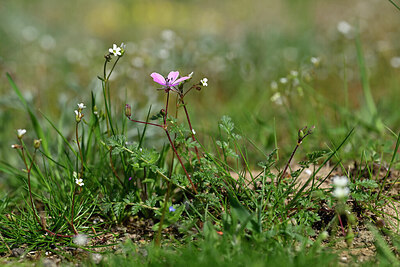 BUITEN BEELD Foto: 432988