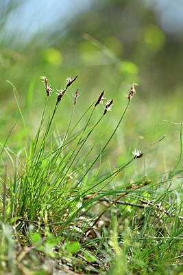 BUITEN BEELD Foto: 432991