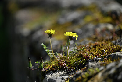 BUITEN BEELD Foto: 433005