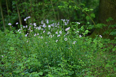 BUITEN BEELD Foto: 433007