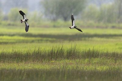 BUITEN BEELD Foto: 433068