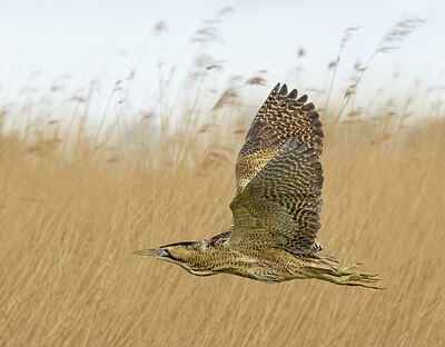 BUITEN BEELD Foto: 433072