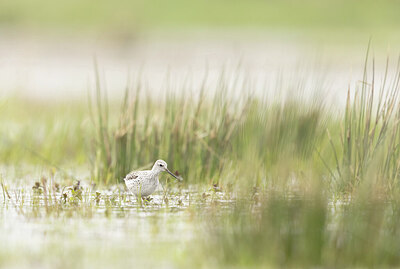 BUITEN BEELD Foto: 433081