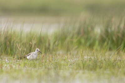 BUITEN BEELD Foto: 433085