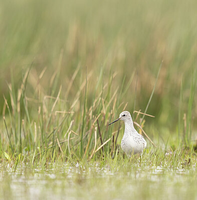 BUITEN BEELD Foto: 433092