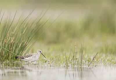 BUITEN BEELD Foto: 433096