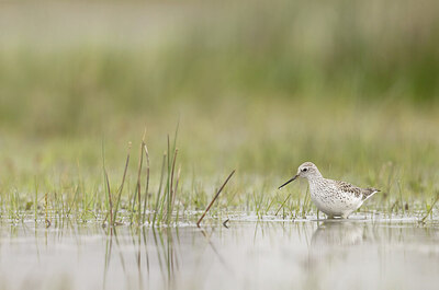 BUITEN BEELD Foto: 433097