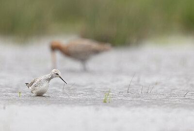 BUITEN BEELD Foto: 433112