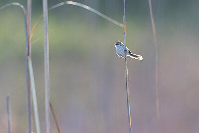 BUITEN BEELD Foto: 433137