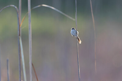 BUITEN BEELD Foto: 433138