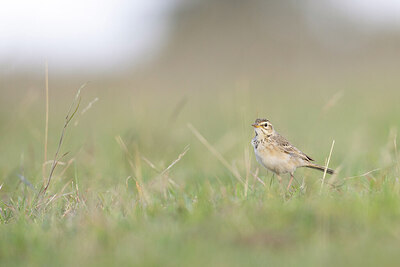 BUITEN BEELD Foto: 433154