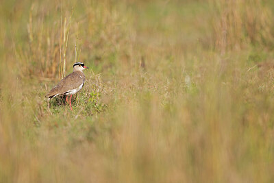 BUITEN BEELD Foto: 433160