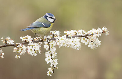 BUITEN BEELD Foto: 433163