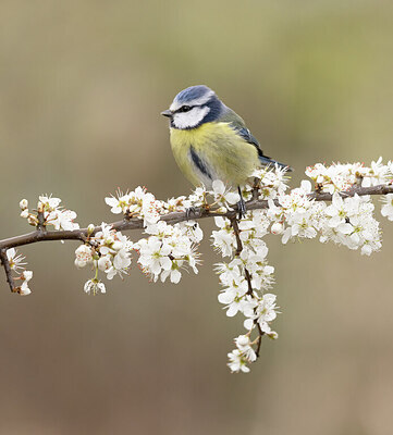 BUITEN BEELD Foto: 433164