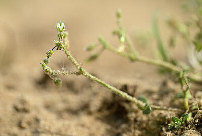 BUITEN BEELD Foto: 433169