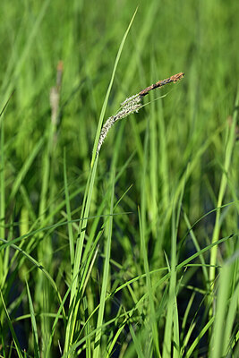 BUITEN BEELD Foto: 433174