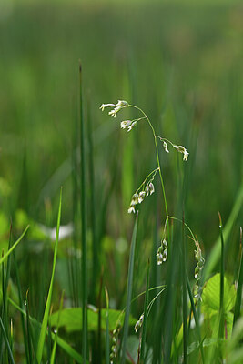 BUITEN BEELD Foto: 433181