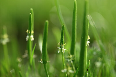 BUITEN BEELD Foto: 433182