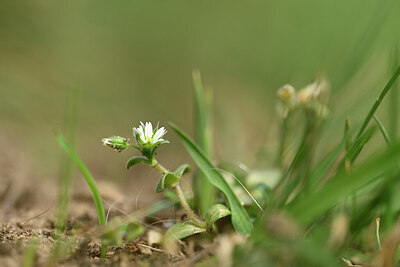 BUITEN BEELD Foto: 433193