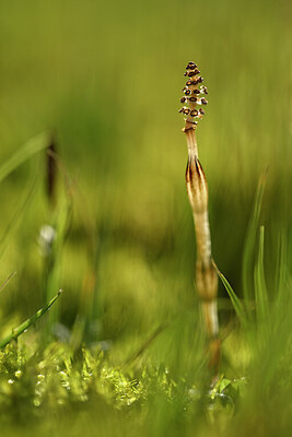 BUITEN BEELD Foto: 433194