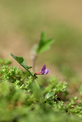 BUITEN BEELD Foto: 433195