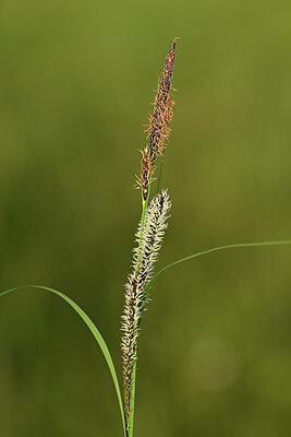 BUITEN BEELD Foto: 433196