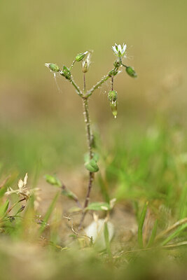 BUITEN BEELD Foto: 433198