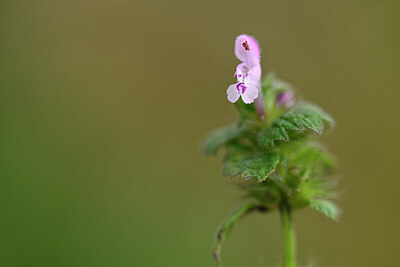 BUITEN BEELD Foto: 433199