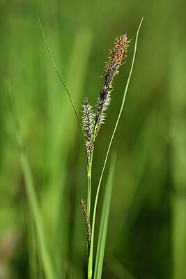 BUITEN BEELD Foto: 433201