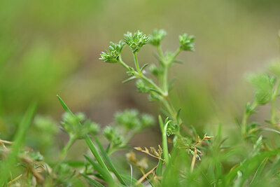 BUITEN BEELD Foto: 433204