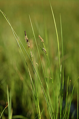 BUITEN BEELD Foto: 433211