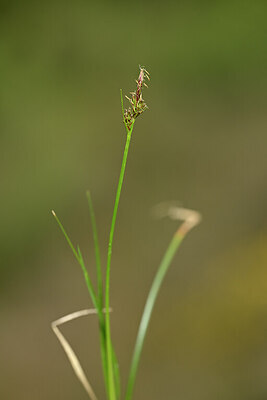 BUITEN BEELD Foto: 433217