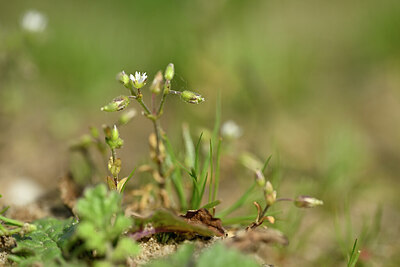 BUITEN BEELD Foto: 433218