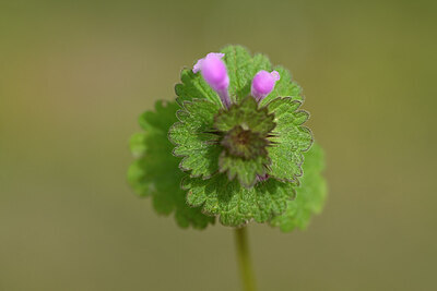 BUITEN BEELD Foto: 433219