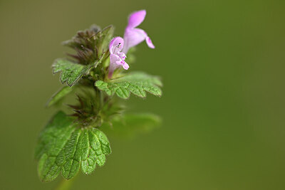 BUITEN BEELD Foto: 433221