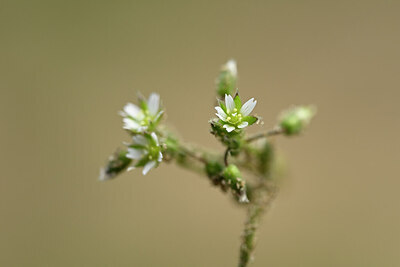 BUITEN BEELD Foto: 433223